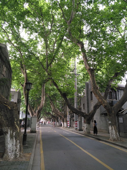 流连在风景如画的江南水乡里,沉醉于甜如浸蜜的吴侬软语中 南京 常熟 苏州七日闲游